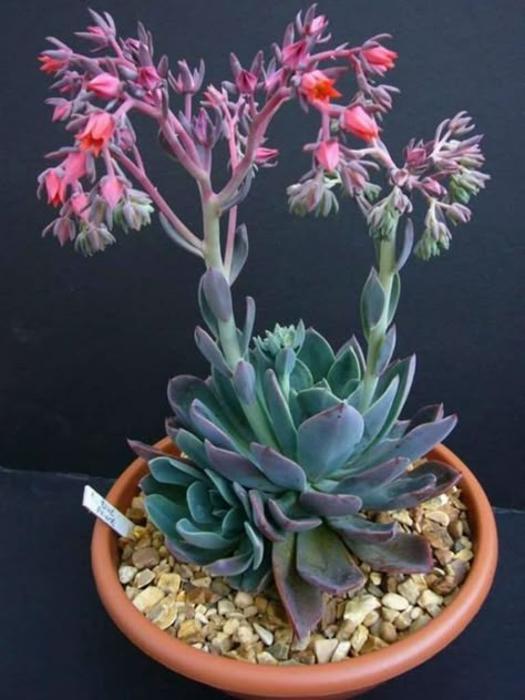 Echeveria 'Blue Prince'  #echeveria #succulentopedia #succulents #CactiAndSucculents #succulent #SucculentPlant #SucculentPlants #SucculentCollection #SucculentGarden #DesertPlants #BloomingSucculent #SucculentFlower #SucculentFlowers Kaktus Dan Sukulen, Blooming Succulents, Succulent Landscape Design, Flowering Succulents, Succulent Landscaping, Types Of Succulents, Succulent Gardening, Unusual Plants, Cactus Y Suculentas