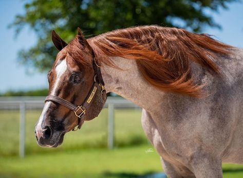 Impulse Photography on Instagram: “A little VS Code Red for your evening!!!! Fun fact... just found out my mare is CONFIRMED IN FOAL to this amazing creature! 🎉🎉🎉 #vscodered…” Vs Code Red, Western Pleasure, Western Horse, Horse Photos, Quarter Horse, Horse Breeds, Show Horses, Equestrian, Fun Facts