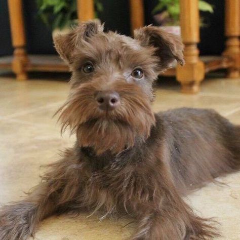 Minature Schnauzer Brown, Brown Schnauzer, Beauty Papers, Hypoallergenic Puppies, White Schnauzer, Schnauzer Breed, Cute Fluffy Puppies, Schnauzer Grooming, Mini Schnauzer Puppies