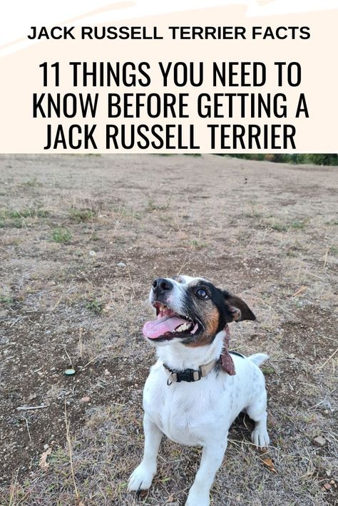 Small Terrier Breeds, Small Terrier, Smartest Dog Breeds, Jack Russell Terrier Puppies, Jack Russell Puppies, Jack Russell Dogs, Terrier Breeds, Big Animals, Pets 3