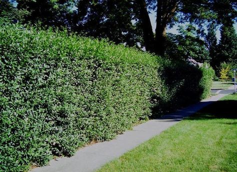 Villagewalkbonita-Privet-Hedgerow(BobVila.c/articles/creating-privacy-and-beauty-with-hedgerows/#.VcJvW3FViko)(pinterest.c/bdsib/home-outdoors-gardening)+(yahoo.c/parenting/how-mark-and-priscilla-will-parent-in-a-125849879597.html)(BusinessInsider.c/financial-advisor-insights-august-4-2015-2015-8)VanEckGlobal: YorkvilleHighIncomeMLP ETF(YMLP) &YorkvilleHighIncomeInfrastructureMLP ETF (YMLI) Best Trees For Privacy, Deer Resistant Shrubs, Shrubs For Privacy, Deer Resistant Perennials, Air Cleaning Plants, Long Blooming Perennials, Inside Garden, Privacy Landscaping, Backyard Privacy