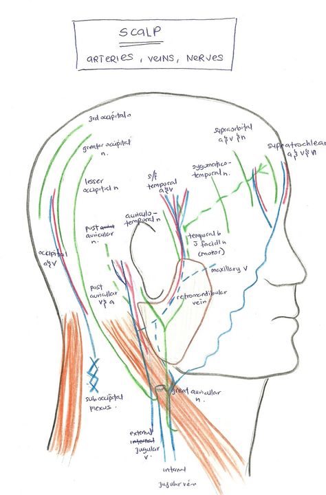 Scalp Anatomy | click on the picture to get clear large image Scalp Anatomy, Anterior Triangle Of Neck Notes, Posterior Triangle Of Neck Anatomy, Maxillary Sinus Anatomy, Limbic System Retraining, Limbic System Brain, Arteries And Veins, Low Blood Sugar, Lower Blood Sugar