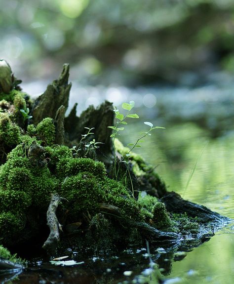 Bryophytes Aroace Aesthetic, Moss Aesthetic, Au Characters, Moss Garden, Delicate Beauty, Green Witch, Alam Yang Indah, Small Plants, Nature Aesthetic