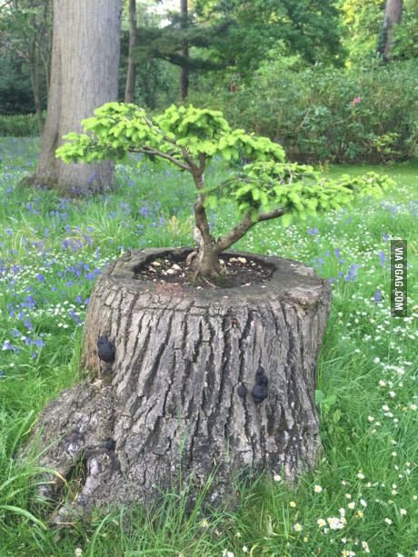 Bonsai tree growing out of a regular tree trunk.                                                                                                                                                      More Bonsai Growing, Weird Trees, Amazing Trees, Tree Growing, Plantas Bonsai, Matka Natura, Bonsai Art, Bonsai Plants, Bonsai Trees