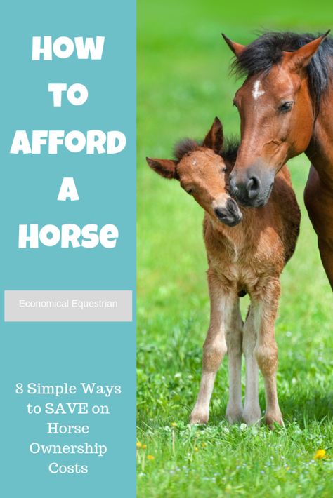 Horse Ownership, Buy A Horse, Horse Care Tips, Horse Facts, Equestrian Problems, Horse Riding Tips, Horse Rescue, Horse Training Tips, Horse Trailers