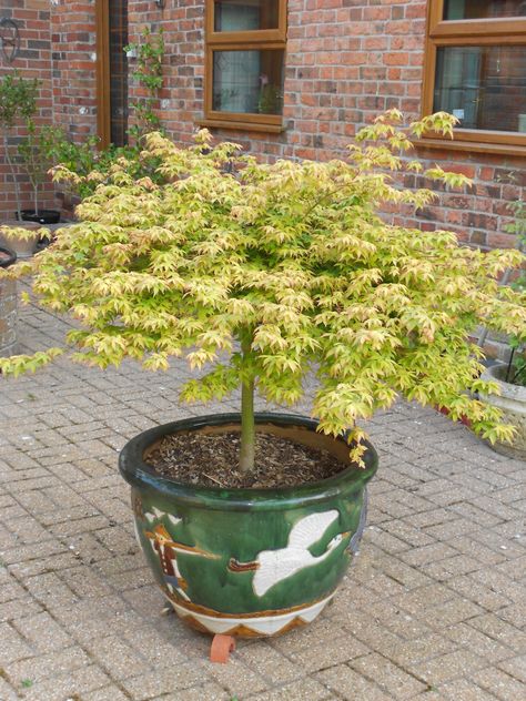 Potted Trees Patio, Acer Garden, Japanese Maple Garden, Chinese Pot, Zen Garden Design, Japanese Maples, Outdoor Designs, Outdoor Stuff, Pot Plant