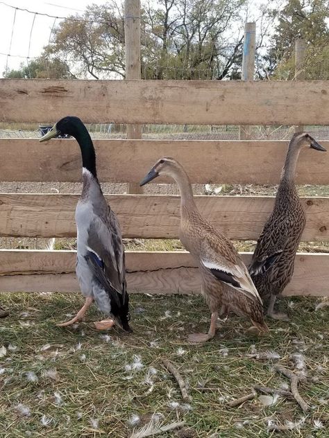 Flightless Ducks, Indian Runner Ducks, Ducky Duck, Duck Breeds, Backyard Ducks, Runner Ducks, Goat Barn, Backyard Chicken Farming, Duck House