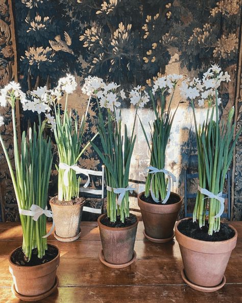 Tastemaker Tips for Perfect Paperwhites - The Glam Pad Gift Guide Design, Interior Design Gifts, Unique Floral Arrangements, Amaryllis Bulbs, Front Garden Design, Enchanted Home, Holiday Flower, Green Rooms, Bulb Flowers