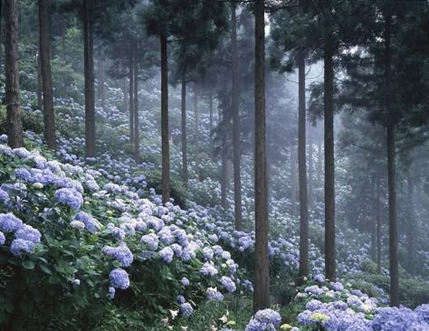 Foggy Forest, Pretty Plants, Nature Aesthetic, Flower Field, Pretty Places, Fantasy World, Pretty Flowers, Pretty Pictures, Secret Garden