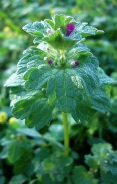 Henbit: Springtime Salad Green and More - this literally pops up as a wide-spread weed around here. If only I could get the gardeners to stop killing it... Ground Ivy, Iron Vitamins, Edible Weeds, Wild Foraging, Wild Food Foraging, Pecking Order, Wild Herbs, Edible Wild Plants, Salad Greens