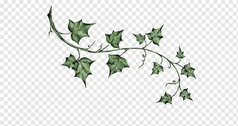 Botanical Illustration Tattoo, Virginia Creeper Vine, Family Tree Drawing, Ivy Tattoo, Grape Plant, Logo Design Free Templates, Leaf Silhouette, Wreath Drawing, Ivy Plants