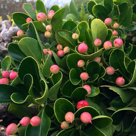 Daily Flower Candy: Euonymus japonicus Euonymus Japonicus, Green Soul, Flower Candy, Seaside Garden, Candy Flowers, Winter Plants, Garden Plans, I Love Flowers, Woodland Garden