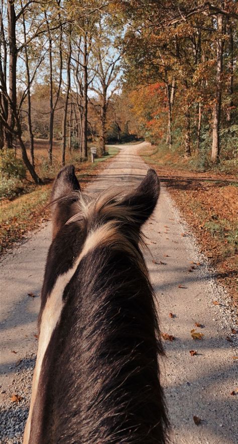 Horse Riding Trails, Horse Riding Astethic, Fall Horse Riding, Equestrian Fall Aesthetic, Fall Horse Wallpaper, Horse Back Riding Asethic, Fall Horse Aesthetic, Fall Horse Photography, Trail Ride Aesthetic