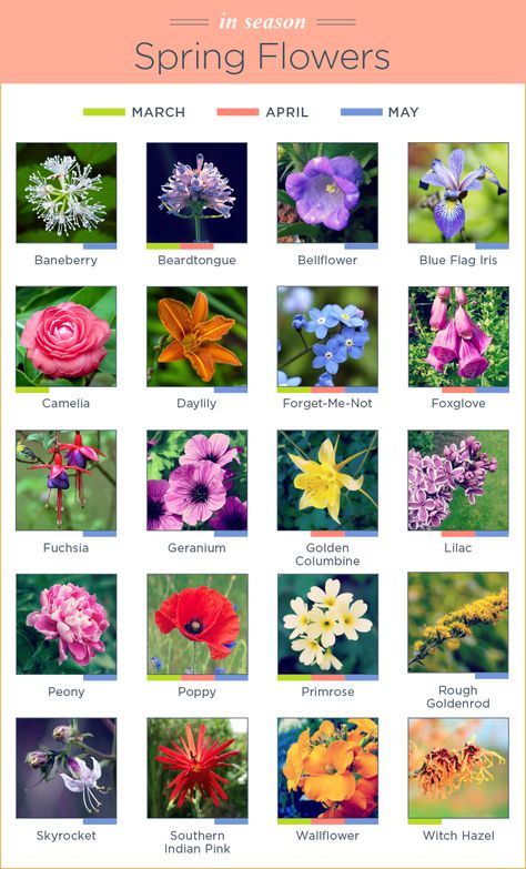 spring season flowers Spring Flowers Names, Spring Season Flowers, Flowers Name List, Blue Flag Iris, Planting Combinations, Flower Garden Plans, Flower Chart, April Flowers, Garden Life