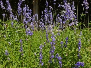 Salvia farinacea (Mealy blue sage) | Native Plants of North America Mealycup Sage, Mountain Backyard, Salvia Farinacea, Cabin Fun, Texas Plants, Texas Native Plants, Texas Garden, Texas Landscape, Pollinator Plants