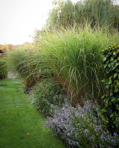 Gracillimus Miscanthus, Miscanthus Gracillimus, Miscanthus Sinensis Gracillimus, Nordic Garden, Scandinavian Garden, Miscanthus Sinensis, Garden Diary, Have Inspiration, Garden Borders