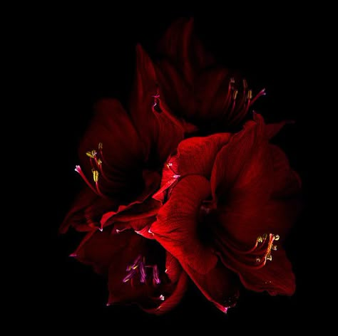 Red Amaryllis, Bulbous Plants, Amaryllis Flowers, Orchid Care, Red Aesthetic, Red Flowers, Dark Red, In The Dark, Black Background