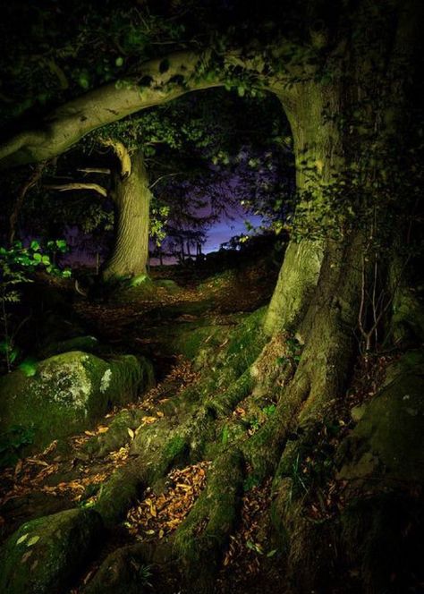 Midnight Garden Aesthetic, Dark Enchanted Forest Aesthetic, Midnight Forest, Oblivion, Nature Aesthetic, Pretty Places, Enchanted Forest, Pretty Pictures, In The Woods