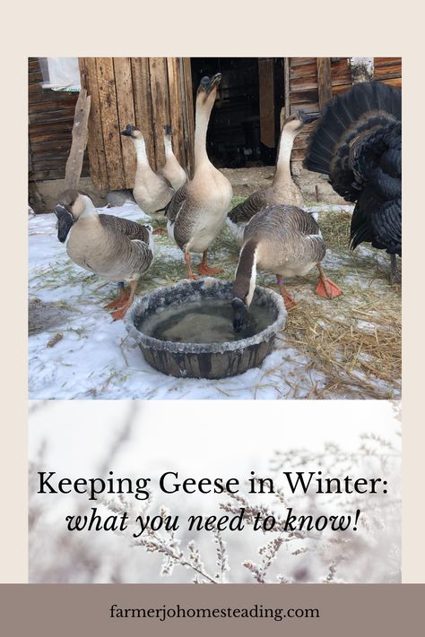 Goose House Ideas, Geese Coop, Geese House Ideas, Meat Goats, Sebastopol Geese, Bronze Turkey, New Zealand Rabbits, Goose House, Raising Ducks