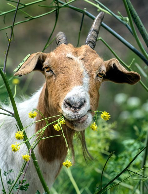 One of the approximately 170 goats that are being used to eat the brush and growth from the hillsides at Pelanconi Park in Anaheim... (Photo by Mark Rightmire, Orange County Register/SCNG) Goats Photography, Goat Photography, Goat Photo, Funny Farm Animals, Visuell Identitet, Goat Art, Farm Sanctuary, Funny Farm, Dairy Goats