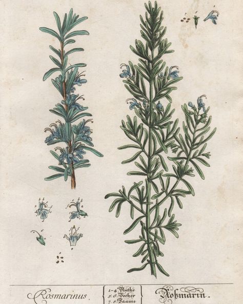 Ah rosemary! An evergreen plant we likely all know and love 🌿 A common folk association with rosemary is that it is for remembrance, which likely alludes to its historical use as a memory tonic. ⁠ ⁠ The Greek Muses, including Mnemosyne whose name means “memory”, were sometimes depicted carrying sprigs of rosemary as they inspired authors, poets, musicians, and artists. Greek scholars were said to wear a garland of rosemary on their heads or braid it into their hair duri... Burning Rosemary, Fish Soups, Greek Muses, Herbal Education, Rosemary Plant, Evergreen Plants, Botanical Drawings, Red Aesthetic, Herbal Remedies