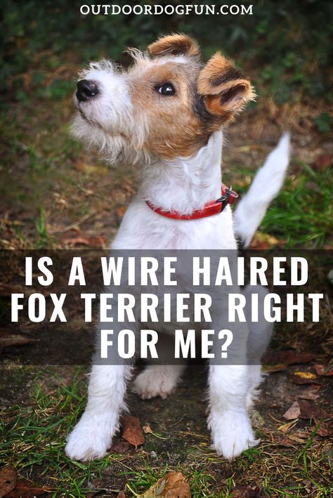 Wire Haired Fox Terriers are charismatic, energetic and often amusing dogs. This breed isn’t, however, the best match for a first-time dog owner. Have you been thinking about getting a foxie? Here's how you know a wire haired fox terrier is right for you. #dogs #foxterrier #dogbreeds Wire Terrier Dogs, Wired Haired Fox Terrier, Wired Fox Terrier, Wire Hair Fox Terrier, Wire Terrier, Wire Fox Terrier Puppies, Wire Fox Terriers, Wire Haired Fox Terrier, Fox Terrier Puppy