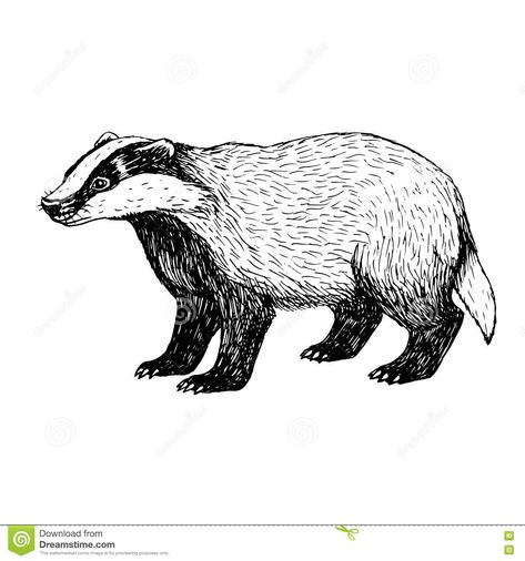 Badger Tattoo, Badger Illustration, Raccoon Illustration, Wild Animals Vector, Bird Coloring Pages, Animal Silhouette, Cute Cartoon Drawings, Black And White Drawing, Art Pages