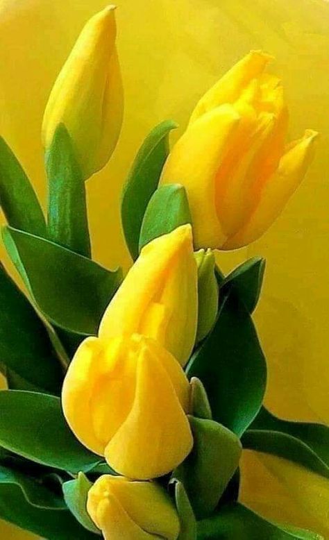 Flower Tulip, Most Popular Flowers, Popular Flowers, Flowers Gif, Yellow Tulips, Favorite Flowers, Beautiful Rose Flowers, Pretty Plants, Black Flowers