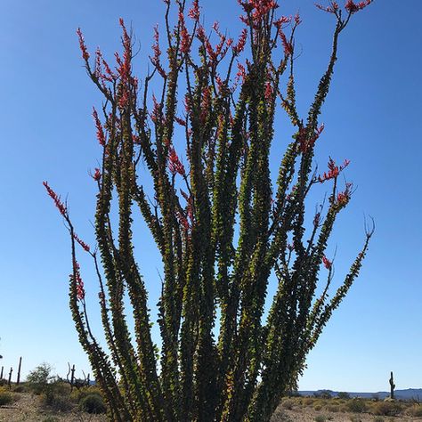 Ocotillo Cactus, Ocotillo Plant, Fine Gardening Magazine, Savage Garden, Beautiful Desert, Fine Gardening, Green Pasture, Propagating Plants, Desert Landscaping