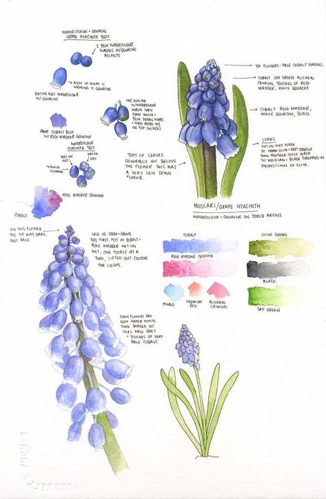 Botanical Sketchbook, Grape Hyacinth, Illustration Botanique, Garden Journal, Watercolor Flower Art, Botanical Painting, Botanical Watercolor, Drawings Simple, Botanical Drawings