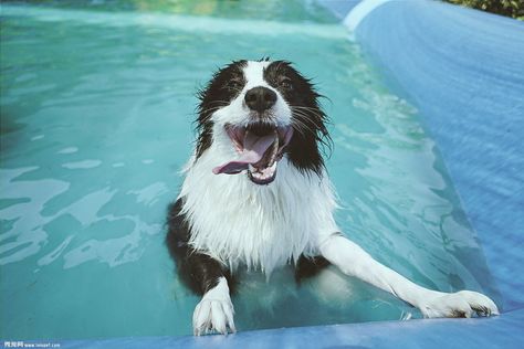 We met it in 2015, It's already 3 years old, My family love it, Me too, Border Collie, It's could Swimming and bring fun to my family with me. Family Love, Border Collie, My Family, Dog Love, Love It, Cute Dogs, Swimming, Puppies, Dogs