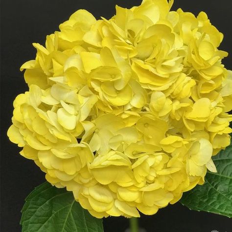 Yellow Hydrangea #hydrangea #potplant ★ Yellow flowers can spruce up your home with joy and cheerful mood! Do you know how many types of such blossoms there are? Dive into our   bouquet of ideas to add some aesthetic vibes to your life. Small flowers in pots, cuties to grow in your garden, floral ideas to use in photography, ways to complement your wedding, and lots of light and bright pics are here to inspire you! ★ #yellowflowers #flowers #plants #gardenflowers Hydrangea Seeds, Flowers In Pots, Yellow Hydrangea, Attract Pollinators, Spruce Up Your Home, Diy Wedding Flowers, Floral Ideas, Aesthetic Vibes, Hydrangea Flower