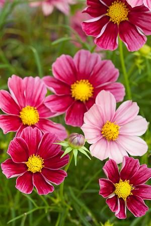 Cosmos bipinnatus 'Antiquity' - great "filler" for the garden. Wish they came back each year. Cosmos Plant, Cosmos Bipinnatus, Sarah Raven, Cosmos Flowers, Annual Flowers, Growing Seeds, Home Flowers, Garden Soil, Autumn Garden