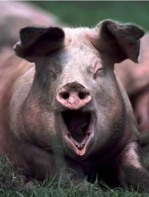 Nighty Nite My Pinterest Friends Giant Pig, Pig Facts, Pig Images, Cardboard Costume, Laughing Animals, Animal Ideas, Animal Reference, Ceramic Animals, Animal Facts