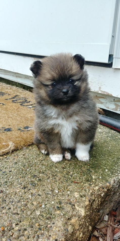 Pom Puppy, Dogs Photos, Teacup Pomeranian, Lap Dogs, Pomeranian Puppy, Tiny Dogs, Puppy Care, A Puppy, Dog Supplies