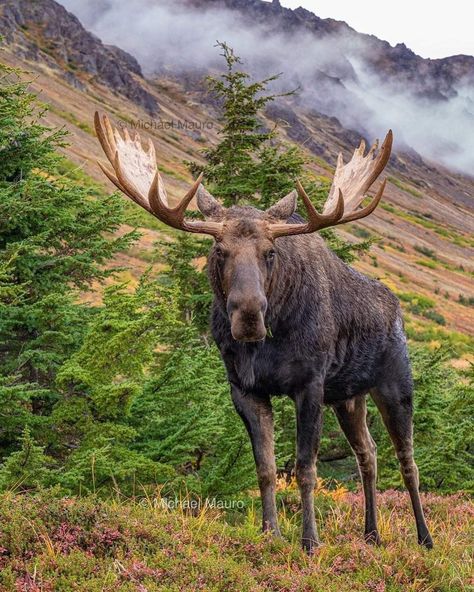 Moose Aesthetic, Alaskan Animals, Albino Moose, Giant Moose, Kay Flock, Moose Pictures, Canadian Animals, Moose Hunting, Animal Photography Wildlife