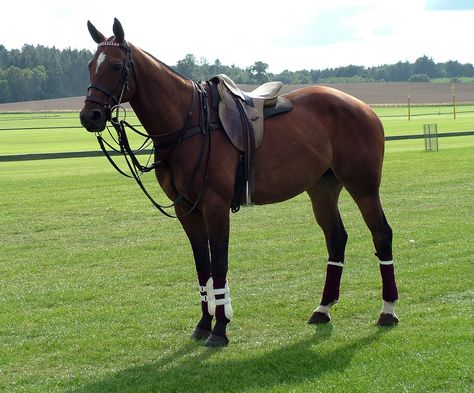 What is the perfect age for a polo horse? Home Stables, Polo Lounge, Horse Polo, Polo Players, Dutch Warmblood, Equestrian Equipment, Beautiful Horses Photography, Horses Photography, Polo Horse