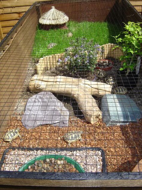 Tortoise Outdoor Enclosure Information - Page 7 - Reptile Forums Tartaruga Habitat, Tortoise Run, Turtle Cage, Outdoor Tortoise Enclosure, Tortoise Cage, Turtle Enclosure, Outdoor Enclosure, Turtle Care, Turtle Homes