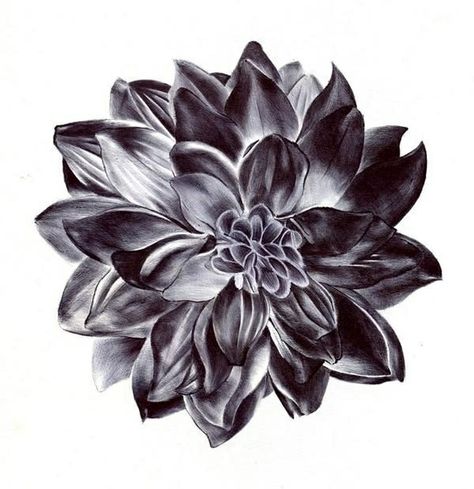 Dahlia Black Dahlia Flower, Black Dahlia, Dahlia Flower, A Flower, Dahlia, Black And White, Tattoos, Flowers, White