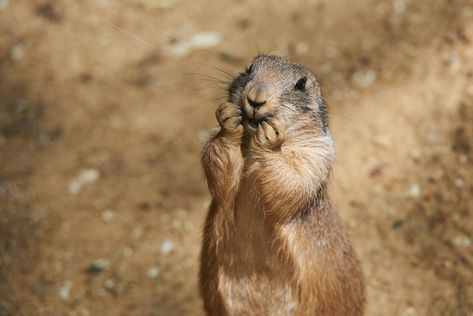 Dog Doing Yoga, Prairie Dogs, Prairie Dog, Types Of Animals, Drink Milk, Dog Eating, Dogs Of The World, Pet Parent, Pet Names