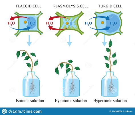 Osmosis Experiment, Biology Experiments, Biology Diagrams, Plant Cells, Biology Classroom, Biology Facts, Medical Laboratory Science, Ap Biology, Teaching Biology