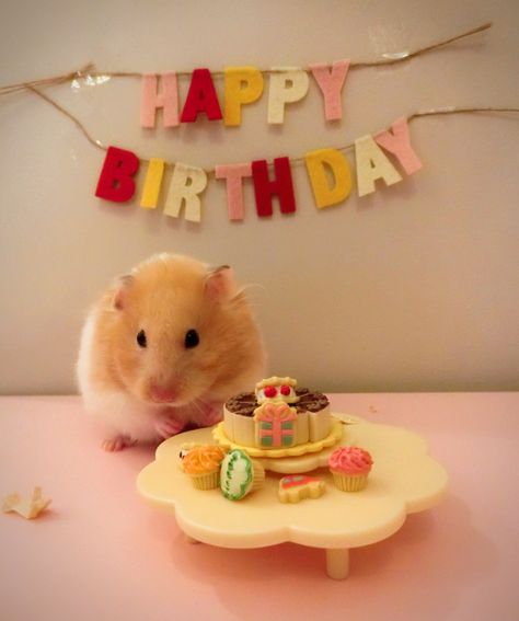 Happy 1th Birthday Silly Happy Birthday, Birthday Greetings For Boyfriend, Happy Birthday Captions, Happy Birthday Sister Quotes, Hamster Life, Easy Birthday Gifts, Baby Hamster, Funny Hamsters, Cute Happy Birthday