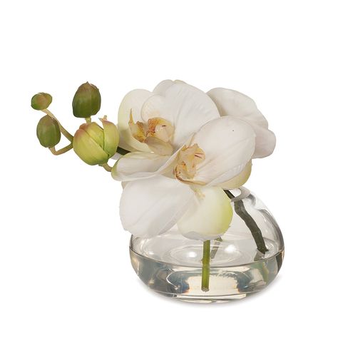 Zara | Glass Vase | Secret Blooms Orchid Vase, Luxe Furniture, Plant Indoor, Flora Design, Moth Orchid, Artificial Orchids, Orchid Arrangements, Floral Interior, Phalaenopsis Orchid