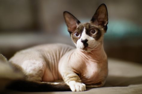 It’s a well-known fact that there are plenty of people who shy away from the likes of a hairless cat. But in all honesty, those … Short Legged Cats, Sphynx Kittens For Sale, Bambino Cat, Hypoallergenic Cats, Teacup Cats, Cat Ages, Cat Species, Cat Allergies, Fancy Cats