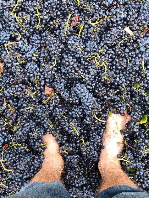 Foot treading fruit for our 2020 harvest Grapes, Wine, Fruit