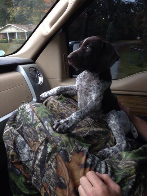 riding, muddin, hunt camp, bonfires. Lab Hunting Dog, Gsp Dogs, Shorthair Pointer, Gsp Puppies, German Shorthaired Pointer Dog, Pointer Puppies, German Shorthair, Pointer Dog, Bird Dogs