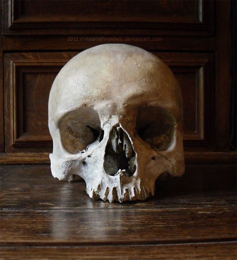 Skull Without Jaw, Human Skull Photography, Skull Anatomy, Skull Reference, Skull Model, Real Skull, Human Bones, Figure Reference, Desenho Tattoo