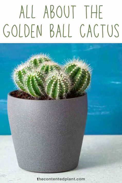 All about the golden ball cactus-pin image Golden Ball Cactus, Round Cactus, Cactus Care, Common Names, The Plant, The Common, Cactus Plants, Yellow Flowers, The Golden