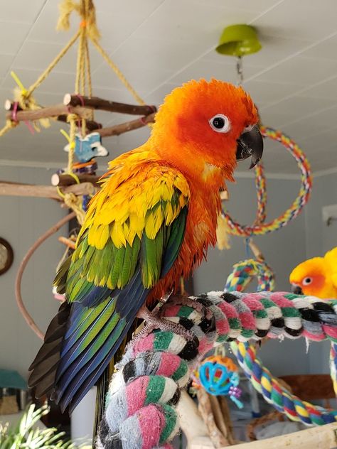 Red Factor Sun Conure Sun Conure Parrot Pet Birds, Sun Conures, Birds As Pets, Sun Conure Aesthetic, Sun Conure Cage Setup, Macaw Bird, Pet Bird Aesthetic, Sun Conure Parrot, Pet Birds Parrots