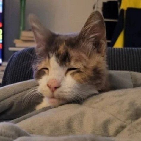 Tired Reaction, Tired Cat, Cat Mood, Reaction Pic, Image Memes, Mood Tracker, Animals Friends, Reaction Pictures, Make Me Smile